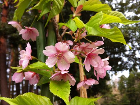 f:id:from2011ne:20130506205203j:image