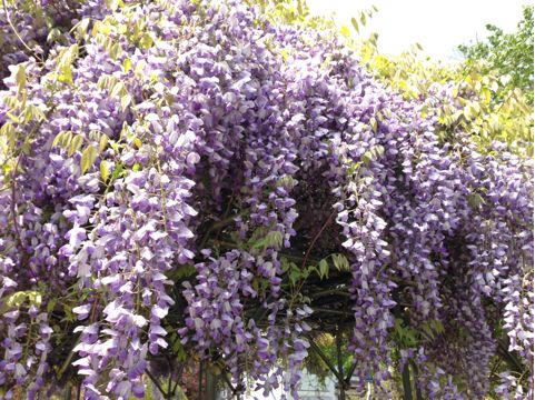 f:id:from2011ne:20130528223341j:image