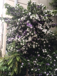 f:id:from55life:20180513085552j:plain f:id:from55life:20180513085552j:plain