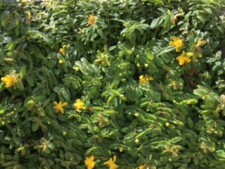 f:id:from55life:20180526060328j:plain