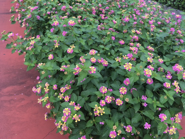 f:id:from55life:20181014171148j:plain