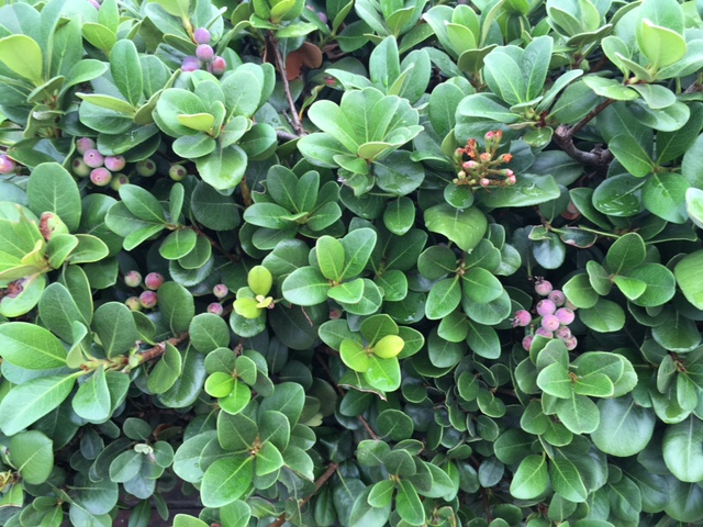 f:id:from55life:20181101224431j:plain