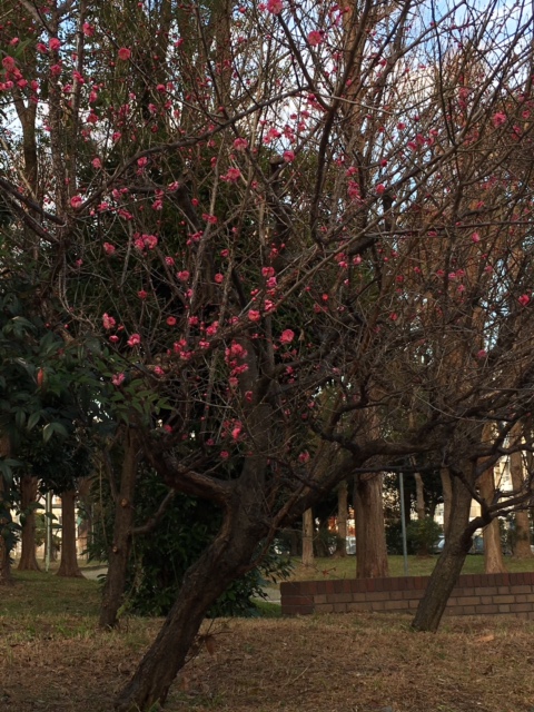 f:id:from55life:20190129221356j:plain f:id:from55life:20190129221356j:plain