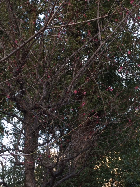 f:id:from55life:20190129222156j:plain f:id:from55life:20190129222156j:plain