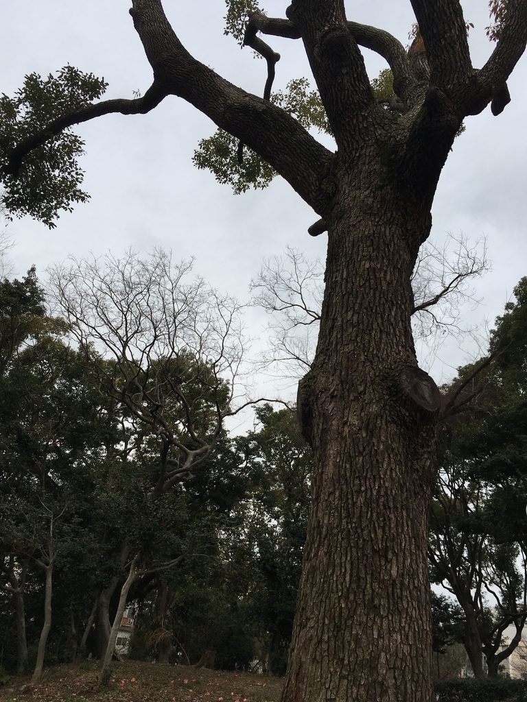 f:id:from55life:20190208192645j:plain