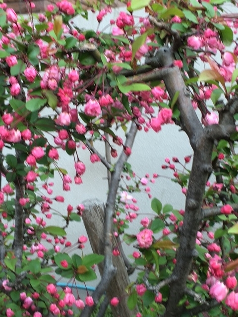 f:id:from55life:20190407202851j:plain
