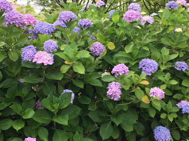 f:id:from55life:20190616235452j:plain f:id:from55life:20190616235452j:plain