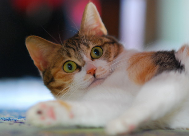 f:id:from55life:20191226104903j:plain f:id:from55life:20191226104903j:plain