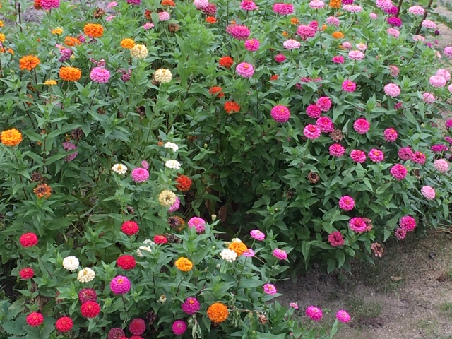 f:id:from55life:20200922060807j:plain