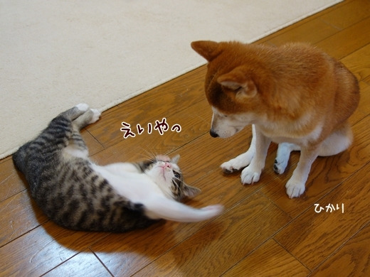 f:id:from55life:20201004060258p:plain f:id:from55life:20201004060258p:plain