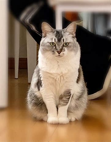 f:id:from55life:20210124143903p:plain