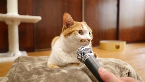 f:id:from55life:20210612134127p:plain