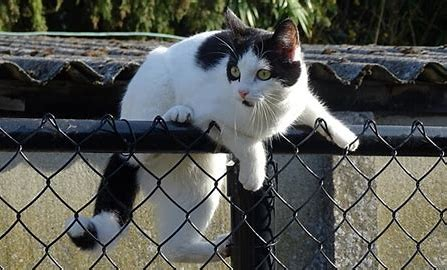 f:id:from55life:20211004112031p:plain