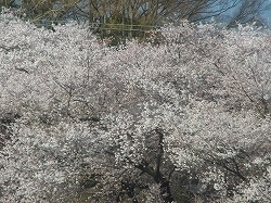 イメージ 17