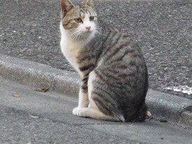 イメージ 15