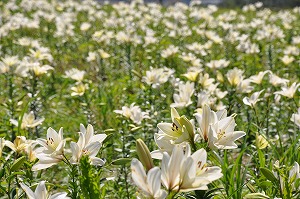 イメージ 11
