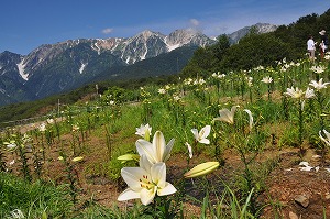 イメージ 10