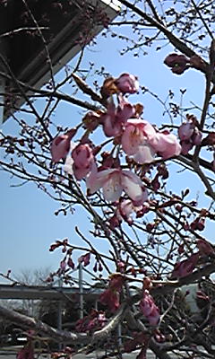 イメージ 8