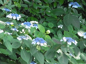 イメージ 34
