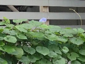イメージ 30