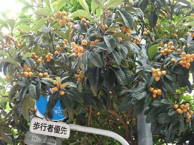 イメージ 15