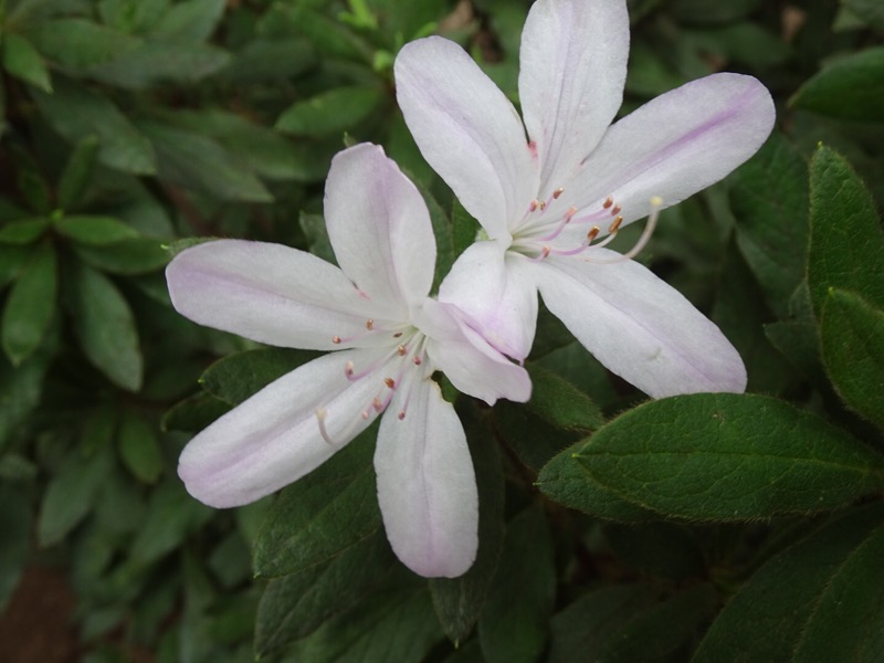 f:id:fromheartland:20190924073214j:plain