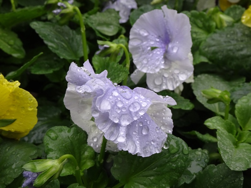 f:id:fromheartland:20191022190615j:plain