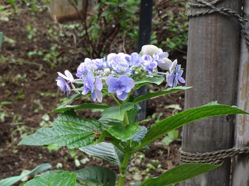 f:id:fromheartland:20191027162124j:plain f:id:fromheartland:20191027162124j:plain
