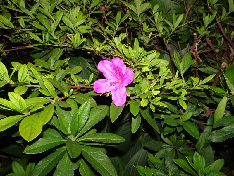 f:id:fromheartland:20191120062432j:plain