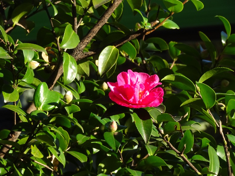 f:id:fromheartland:20191204202845j:plain