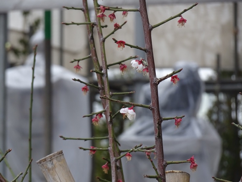 f:id:fromheartland:20200301161030j:plain