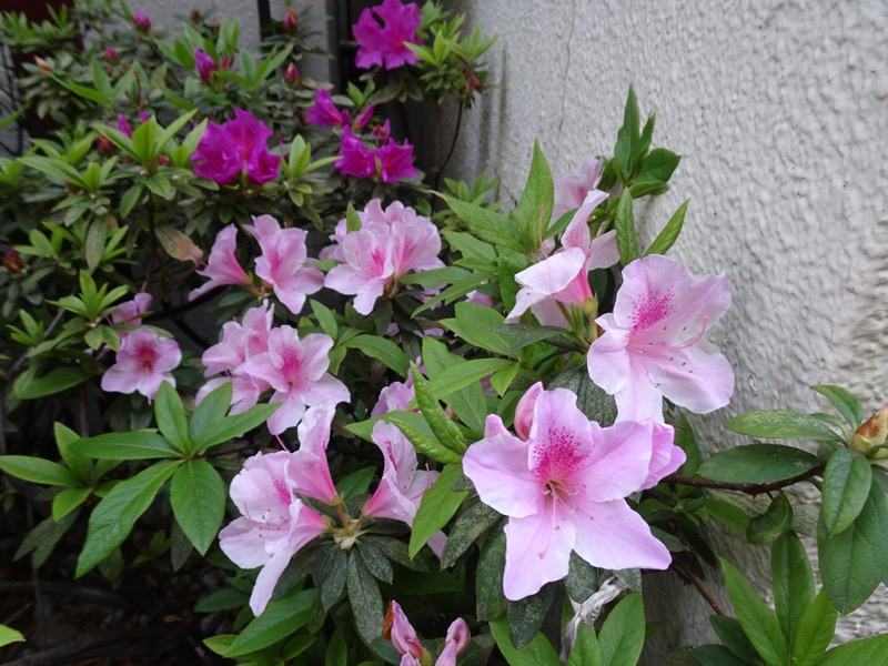 f:id:fromheartland:20200324014055j:plain