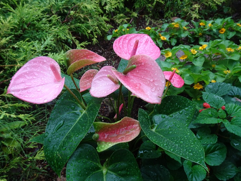 f:id:fromheartland:20200621181650j:plain f:id:fromheartland:20200621181650j:plain