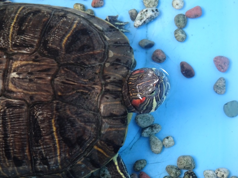 f:id:fromheartland:20200621181849j:plain f:id:fromheartland:20200621181849j:plain