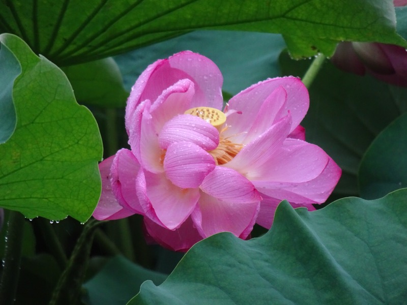 f:id:fromheartland:20200721051128j:plain