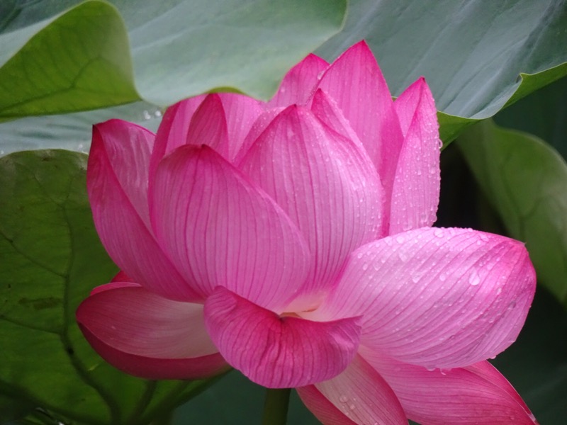 f:id:fromheartland:20200721051202j:plain