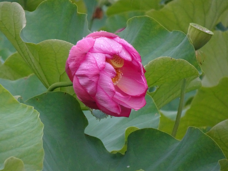 f:id:fromheartland:20200721051841j:plain