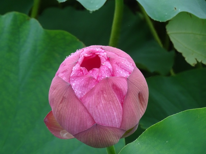 f:id:fromheartland:20200721052511j:plain