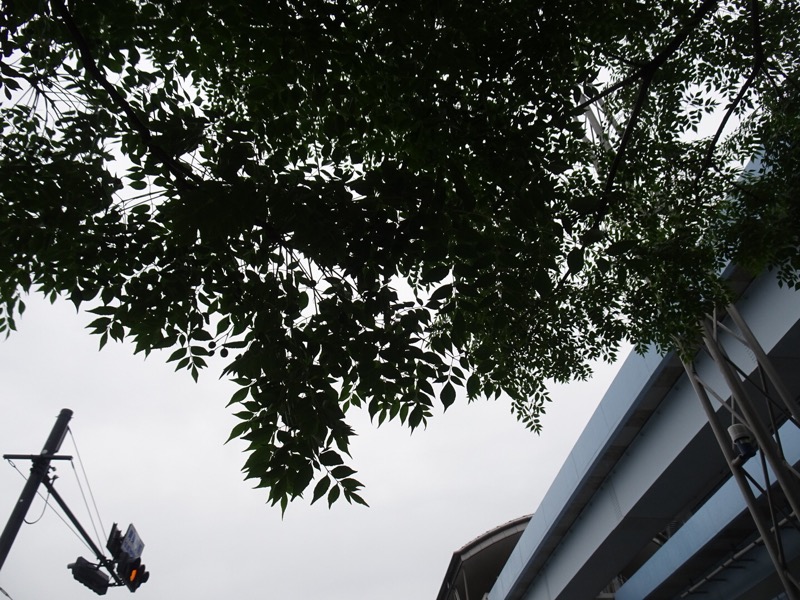 f:id:fromheartland:20210620094015j:plain