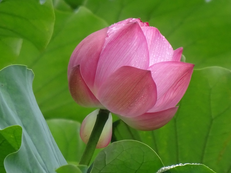 f:id:fromheartland:20210912223901j:plain