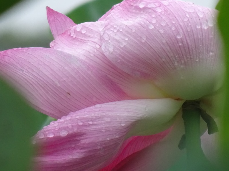 f:id:fromheartland:20210912224013j:plain