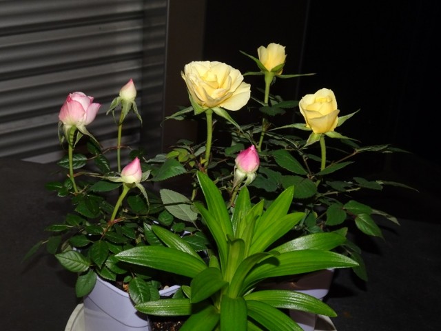 f:id:fromheartland:20250209034939j:image