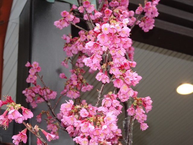 f:id:fromheartland:20250319023826j:image