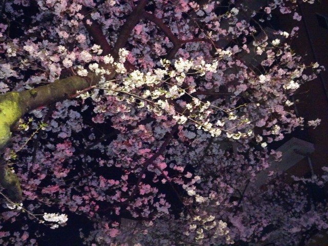 f:id:fromheartland:20250405071800j:image