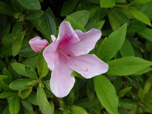 f:id:fromheartland:20250417022230j:image