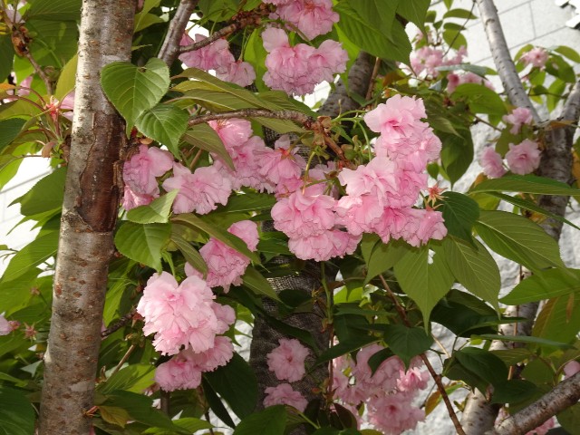 f:id:fromheartland:20250418092453j:image