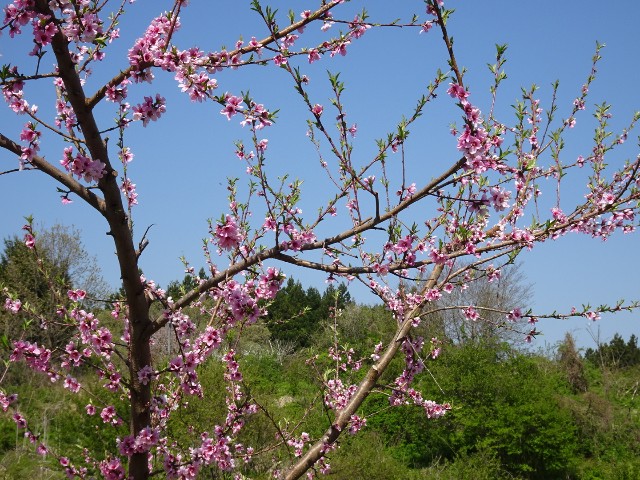 f:id:fromheartland:20250507045413j:image