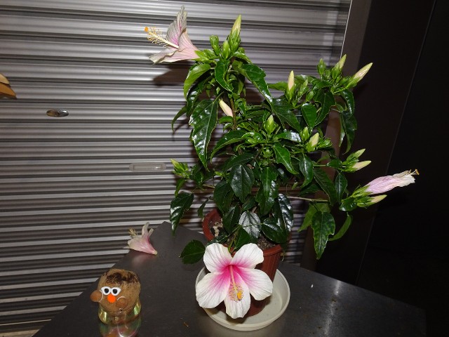 f:id:fromheartland:20250518082924j:image