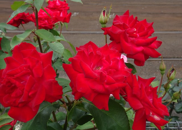 f:id:fromheartland:20250527033248j:image