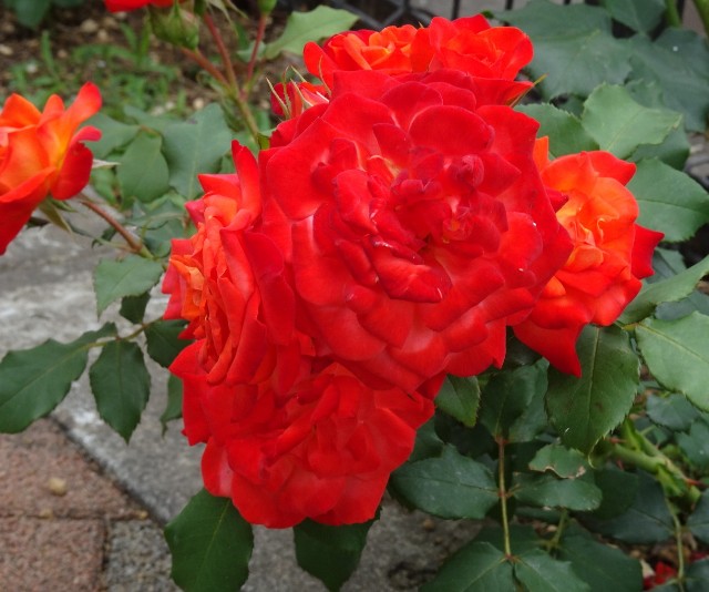 f:id:fromheartland:20250527033251j:image
